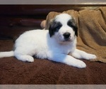 Small Photo #1135 Anatolian Shepherd-Maremma Sheepdog Mix Puppy For Sale in LECANTO, FL, USA