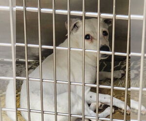 Rat Terrier Dogs for adoption in Decatur, IL, USA