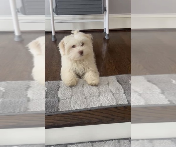 Medium Photo #4 Havanese Puppy For Sale in DURHAM, CT, USA
