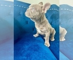 Small Photo #11 French Bulldog Puppy For Sale in NORTH HAMPTON, NH, USA