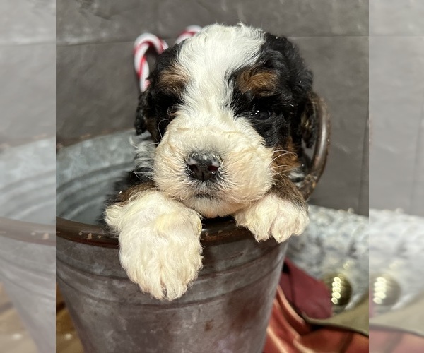 Medium Photo #18 Bernedoodle Puppy For Sale in ATHENS, WI, USA