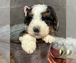 Small Photo #18 Bernedoodle Puppy For Sale in ATHENS, WI, USA