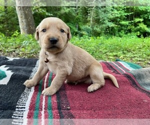 Golden Retriever Puppy for sale in KINGSPORT, TN, USA