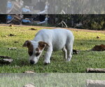 Small #10 Labrador Retriever Mix