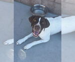 Small #2 German Shorthaired Pointer