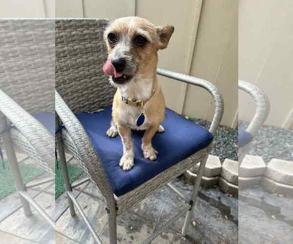 Medium Photo #3 Chihuahua-Unknown Mix Puppy For Sale in Katy, TX, USA