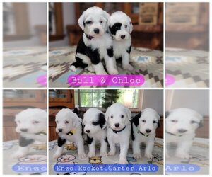 Sheepadoodle Litter for sale in GOLDEN CITY, MO, USA