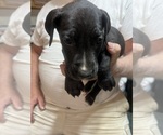 Small Photo #58 Great Dane Puppy For Sale in SPRAGGS, PA, USA