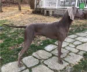 Father of the Weimaraner puppies born on 06/20/2022