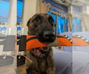 Ryder - Located in IL - Male Holland Shepherd Dog for Adoption - Photo #3