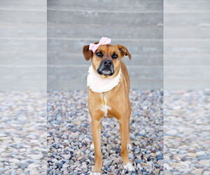 Rae - Female Labrador Retriever-Unknown Mix Dog for Adoption - Photo #20