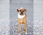 Small #19 Labrador Retriever Mix