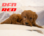 Puppy RED Goldendoodle