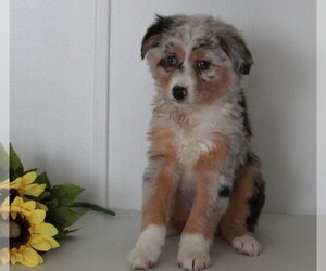 Miniature American Shepherd Puppy for sale in FREDERICKSBURG, OH, USA