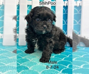 ShihPoo Puppy for sale in SILEX, MO, USA