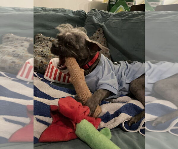 Medium Photo #2 Shih Tzu-Unknown Mix Puppy For Sale in Mundelein, IL, USA