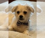 Small Pekingese Mix
