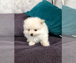Small Photo #1 Pomeranian Puppy For Sale in WOOD DALE, IL, USA