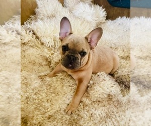 French Bulldog Puppy for sale in IRVINE, CA, USA