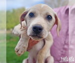 Small #3 Labrador Retriever Mix