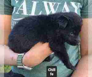 German Shepherd Dog Puppy for sale in KANSAS CITY, MO, USA
