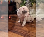 Small Photo #8 American Bully Puppy For Sale in ANTIOCH, CA, USA