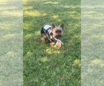 Small Photo #84 Yorkshire Terrier Puppy For Sale in WARSAW, IN, USA