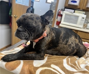 Mother of the Boston Terrier-Faux Frenchbo Bulldog Mix puppies born on 02/19/2025