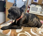 Small Photo #1 Boston Terrier-Faux Frenchbo Bulldog Mix Puppy For Sale in ROUND LAKE, IL, USA