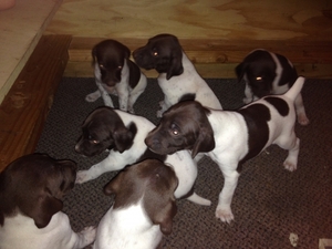 German Shorthaired Pointer Puppy for sale in San diego, CA, USA