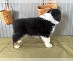 Small Photo #2 Australian Shepherd Puppy For Sale in TEHACHAPI, CA, USA
