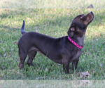 Small #1 Dachshund Mix