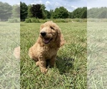 Small Photo #1 Goldendoodle Puppy For Sale in EATON RAPIDS, MI, USA