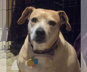 Mutt Dogs for adoption in Canton, CT, USA