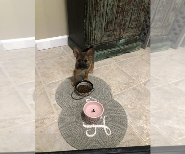 Medium Photo #5 Chorkie Puppy For Sale in BRICK, NJ, USA