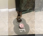Small #4 Chorkie