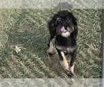 Small #9 YorkiePoo