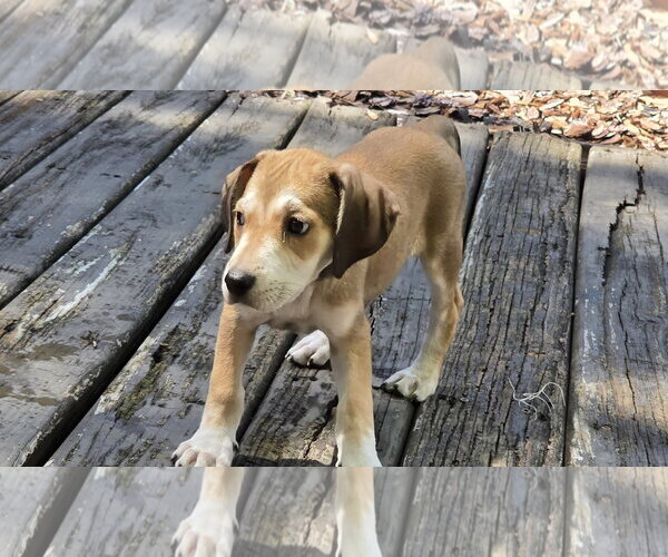 Medium Photo #4 Beagle-Unknown Mix Puppy For Sale in Tampa, FL, USA