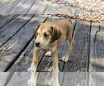 Small #3 Beagle Mix