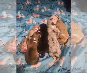 Aussie-Corgi Puppy for sale in AURORA, CO, USA