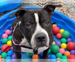 Small #36 American Staffordshire Terrier Mix