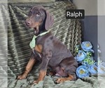 Small #3 Doberman Pinscher