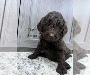 Labradoodle Puppy for sale in SAFFORD, AZ, USA