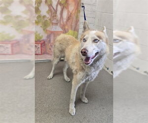 Siberian Husky Dogs for adoption in San Bernardino, CA, USA