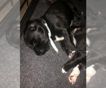 Small Photo #12 Border Collie-Golden Retriever Mix Puppy For Sale in OVERLAND PARK, KS, USA