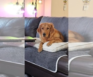 Golden Retriever Puppy for sale in DEERFIELD, WI, USA