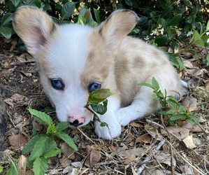 American Corgi Puppy for sale in BRANDON, FL, USA