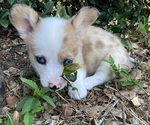 Small Photo #1 American Corgi Puppy For Sale in BRANDON, FL, USA