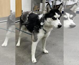 Siberian Husky Dogs for adoption in Forestville, MD, USA