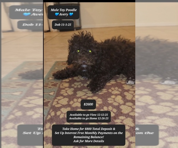 Medium Photo #1 Poodle (Toy) Puppy For Sale in TUCSON, AZ, USA